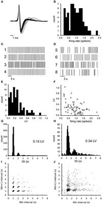 Modulation of Functional Connectivity Between Dopamine Neurons of the Rat Ventral Tegmental Area in vitro